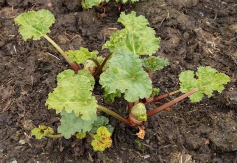 Er sollte im garten an einem sonnigen bis halbschattigen standort wachsen, der immer etwas. Rhabarber düngen: Wann, wie & mit welchem Dünger ...