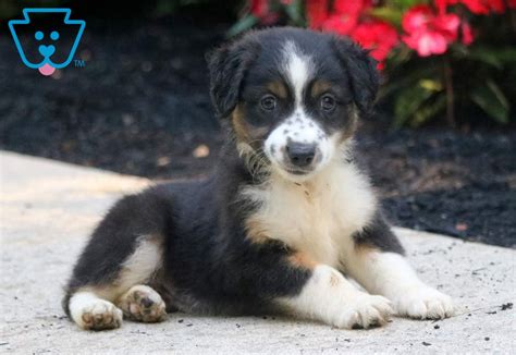 All of our dogs and puppies are registered through the american stock dog registry (asdr). Lenny | Australian Shepherd - Mini Puppy For Sale ...
