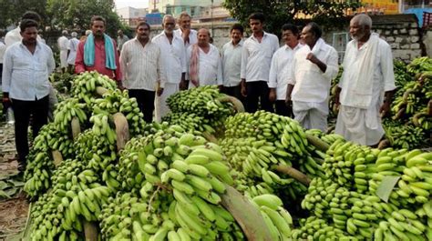 Nrcb Shows The Way For Banana Farmers Andhra Pradesh First