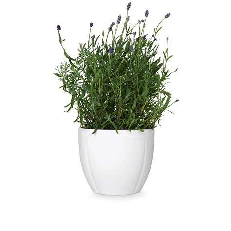 Planter Png 10 Free Cliparts Download Images On Clipground 2024