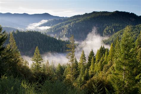 Free Images Landscape Tree Nature Wilderness Mist Meadow