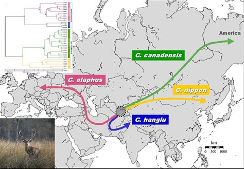 Insights Into The Evolutionary History Of Cervus Cervidae Tribe