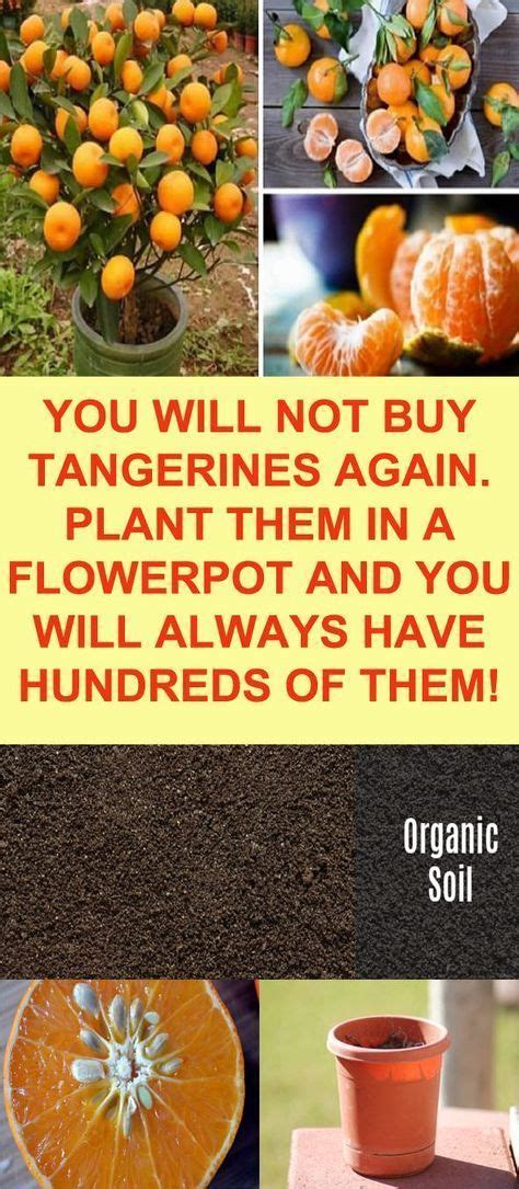 You Will Not Buy Tangerines Again Plant Them In A Flowerpot And You