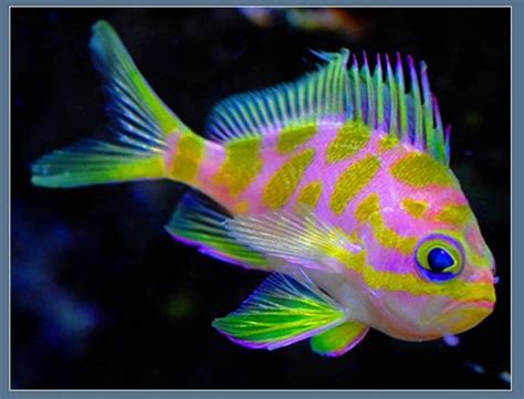 Ocean Fishies On Pinterest Angelfish Mandarin Fish And Tropical