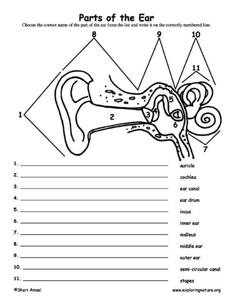 Ear Anatomy Worksheets