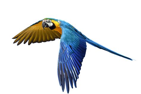 Parrot Png Images Flying Green Pirate Parrots Transparent Free