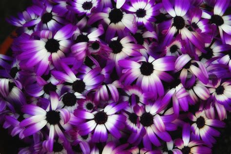 Download high quality purple background clip art from our collection of 65,000,000 clip art graphics. purple flowers A22 - HD Desktop Wallpapers | 4k HD