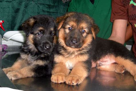 German shepherds were originally used as herders and to guard flocks against predators, both being jobs they are well suited for. German Shepherd Puppies FOR SALE ADOPTION from Manila ...