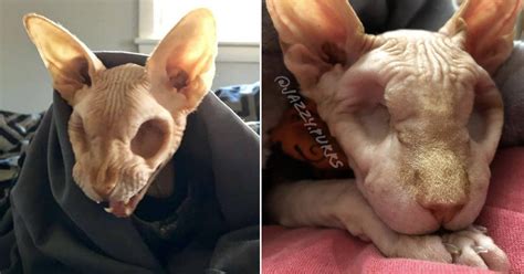 Meet Jasper The Hairless Cat With No Eyes 9gag