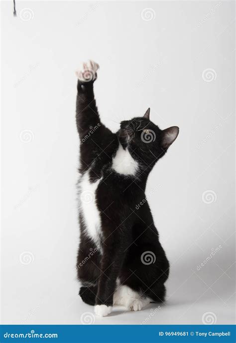 Cute Tuxedo Cat On White Stock Image Image Of Mammal 96949681