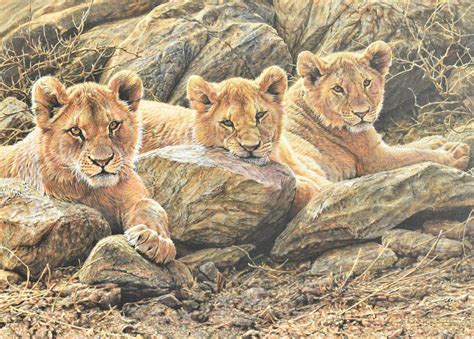 Alan M Hunt British Wildlife Artist Animal Paintings And Prints