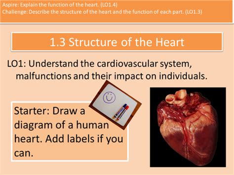 Structure And Function Of The Heart Teaching Resources