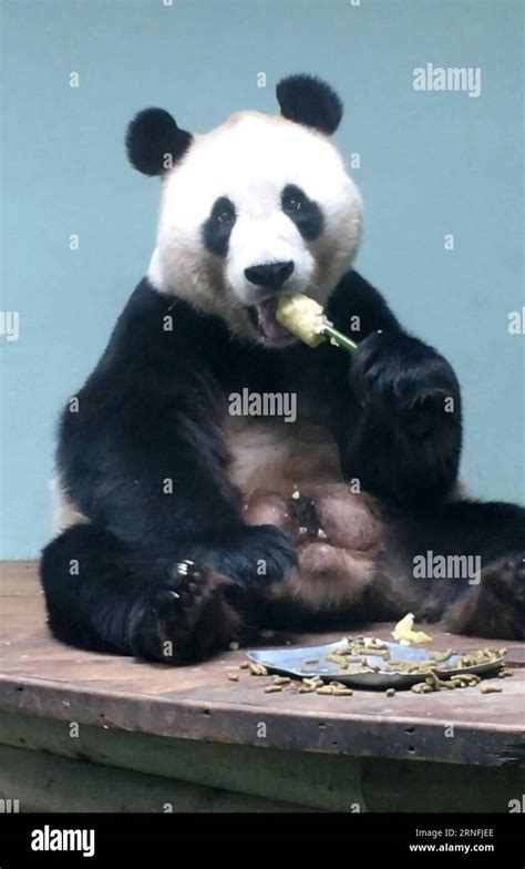 Riesenpanda Tian Tian Genießt Ein Eis Im Edinburgher Zoo 160812