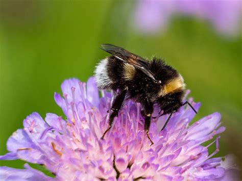 Bumble Bees May Be Most Important Pollinators They Need Our Help