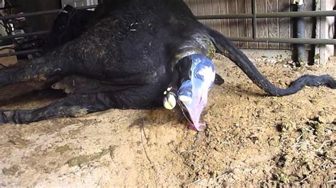Cow Giving Birth Graphic Short Version Must See For Calving Season