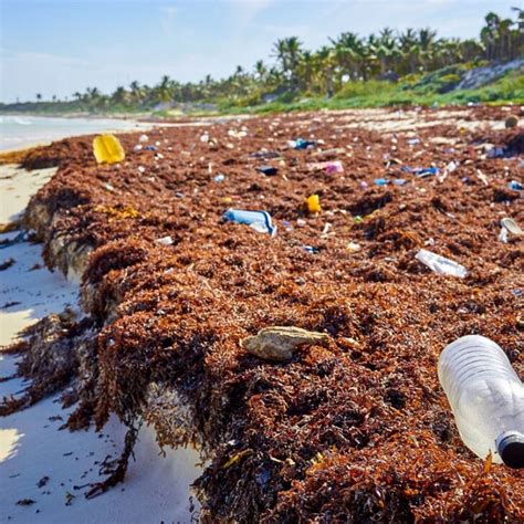 Garbage Replaces Sargassum As Concern On Cancun Beaches Cancun Sun