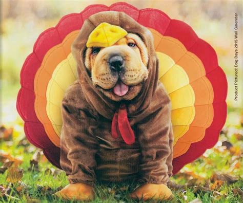 Happy Thanksgiving Dog Thanksgiving Turkey Dogs Pets