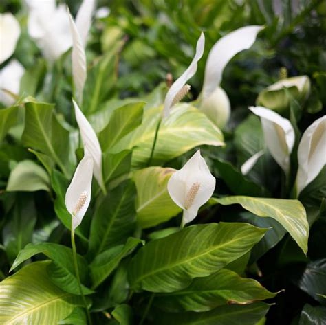 How To Properly Plant And Care For Peace Lily Plants