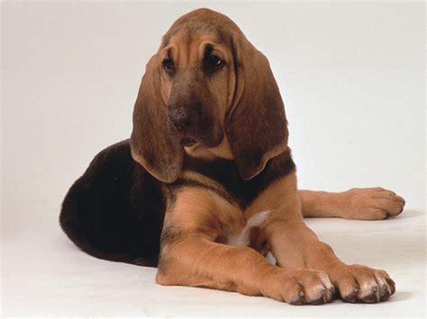 Bloodhound Hound Dogs Wallpaper 15363678 Fanpop