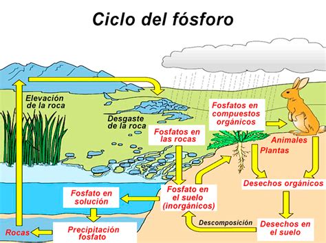 Los Ciclos Biogeoquimicos Que Son Tipos Y Cual Es Su Importancia Images