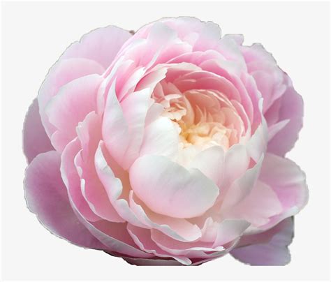 The flowers add perfume and color to the occasion and are an integral part of any wedding. Flower Aesthetic Pink Pastel Pretty - Aesthetic Pink ...