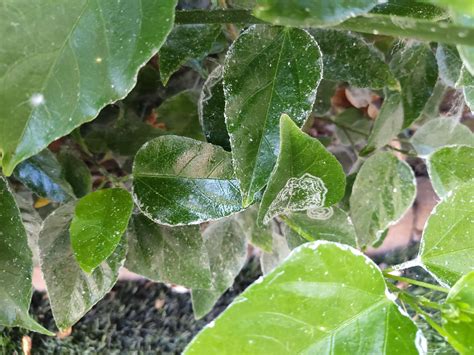 What Is This White Stuff On My Hibiscus Gardening Garden Diy Home Flowers Roses Nature