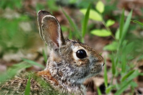 Cottontail Rabbit Portrait Free Stock Photo Public Domain Pictures