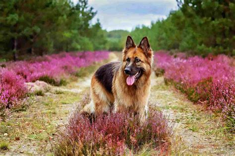 16 Cute German Shepherd Dogs And Puppies