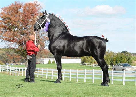 Huge Black Draft Horse Horses Draft Horses Pinterest Horse
