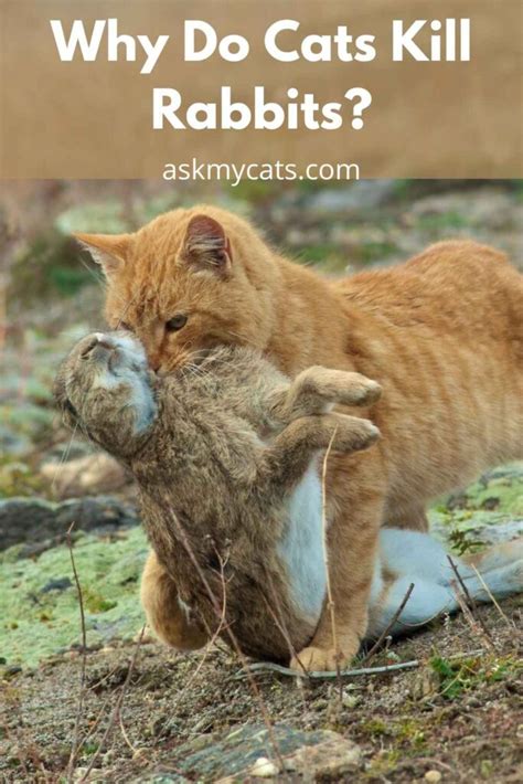 Do Cats Eat Rabbits What Makes Them Do So