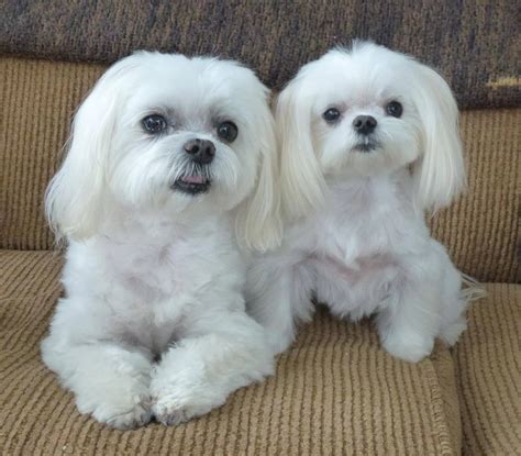 Pictures Of 4 Lb Maltese V 7 Lb Maltese In 2023 Teacup Puppies