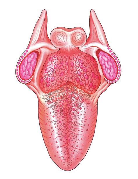 Structure Of The Tongue Photograph By Asklepios Medical Atlas Fine