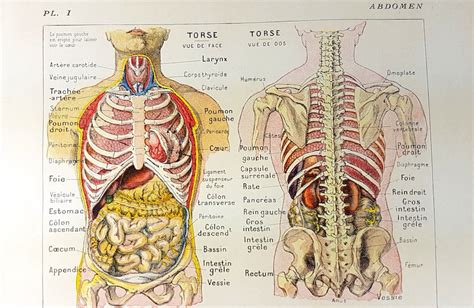 Abdomen Digestive Organs Stomach Anatomy Dictionary Print Etsy