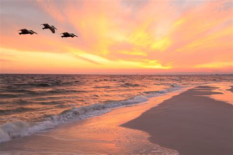 Pelicans Flying Over Beach At Sunset