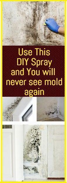 How To Get Rid Of Mold And Keep It From Coming Back Fitness Fiesta