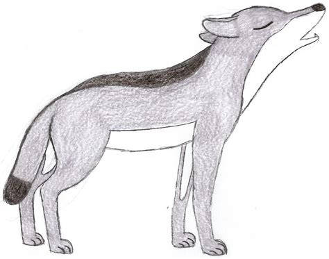 Canis Lupus Irremotus By Rainforestwolf On Deviantart