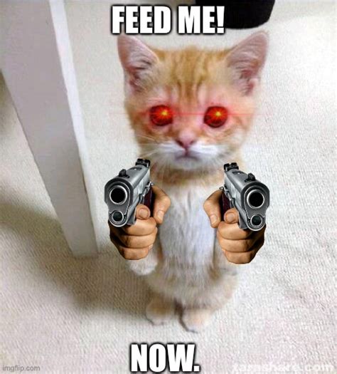 Funny Cat Photos With Guns