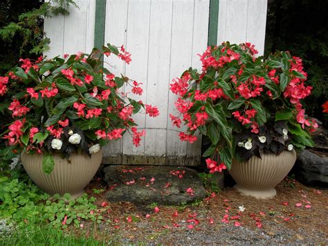 Begonias Plants Container Flowers Begonia