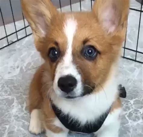 Puppyfinder.com is your source for finding an ideal puppy for sale in texas, usa area. Corgi Puppies For Sale | Texas City, TX #201340 | Petzlover