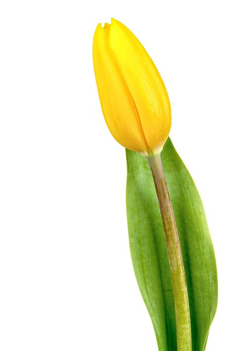Flower Tulip Leaf Free Photo On Pixabay Pixabay