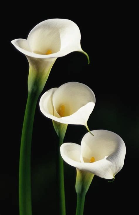 Lily Flower Images With Name Lily Flower Meaning And Symbolism My Xxx