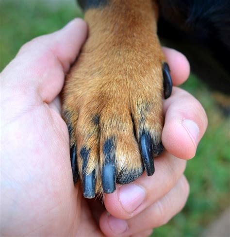 How To Care For Your Dogs Paws