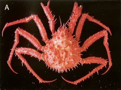 Huc And Gabet The Marine Fauna Of New Zealand King Crabs Of New Zealand