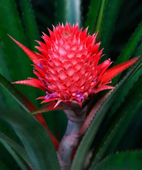 Discover More Than 75 Decorative Pineapple Plant Vn