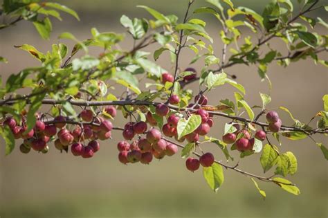 Crabapple Tree Identification Hunker