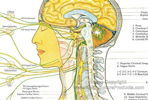 Anatomy Of Autonomic Nervous System