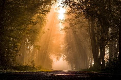 Dark Forest Road With A Ray Of Sunshine 4k Uhd Wallpaper Images