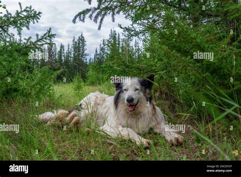 An Old White Dog Of The Yakut Laika Breed Lies On The Green Grass In A