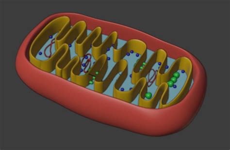 Mitochondria 3d Models For Download Turbosquid
