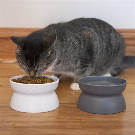 10 Best Cat Water Bowls In 2023 Reviews And Top Picks Pet Keen